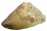 Fossil Mosasaur (Thalassotitan) Tooth - Morocco #364046-1